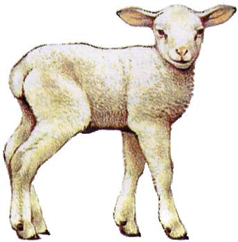 Despiece de la carne de ovino