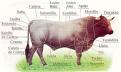 Despiece de la carne de vacuno